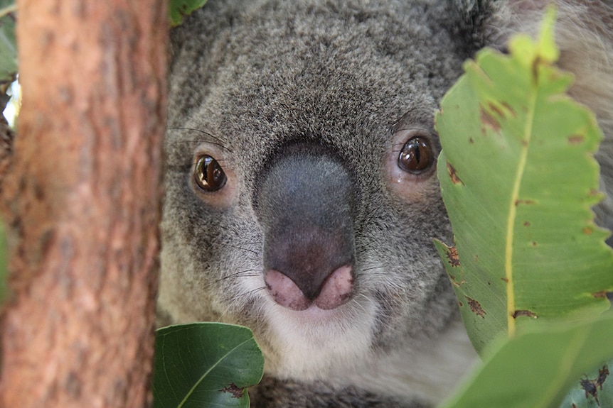 Naughty natives: The secret love lives of Australian animals - ABC News