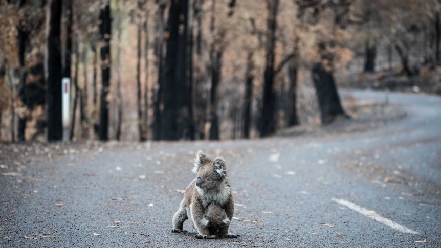 A koala sits on the road surrounded by burnt forest.