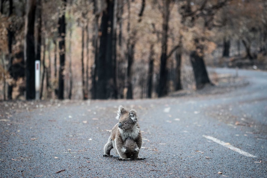 A koala sits on the road surrounded by burnt forest.