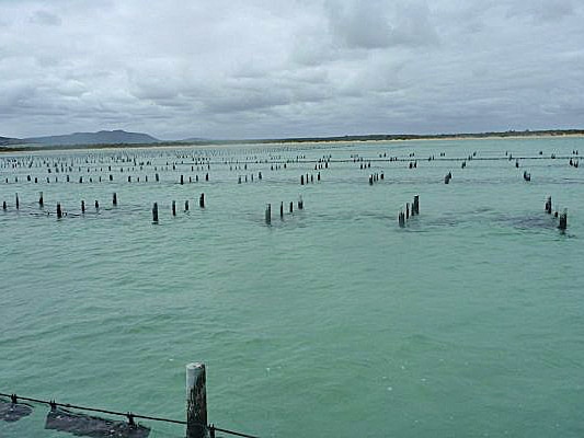 Oyster farming