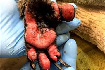 Jeremy the koala's burnt paws.