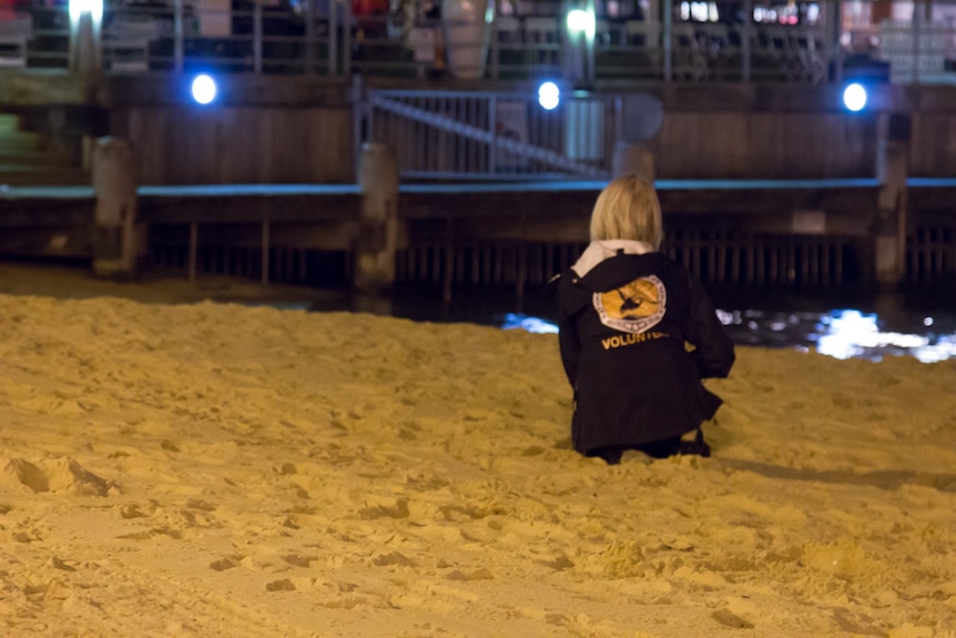 Penguin Warden Vivienne Walker watches over little penguins on Manly cove beach