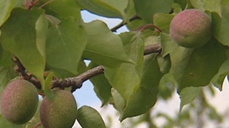 Growers wait to weigh up frost damage