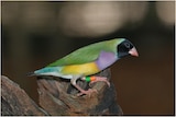a brightly coloured bird with rings on its legs.