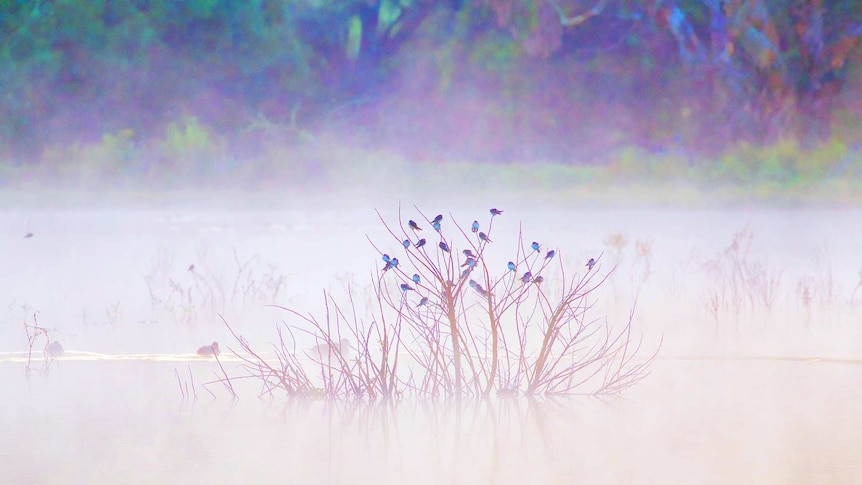 Blue birds on leafless branches at lake