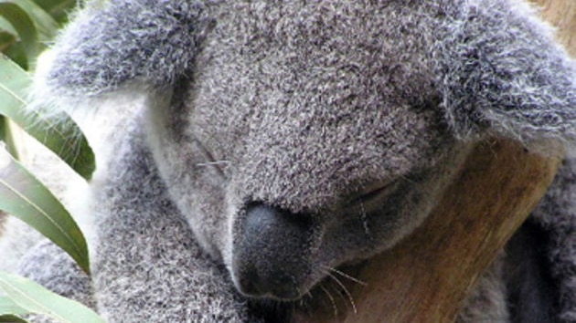 koala sleeping