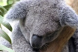 Port Stephens koala rescue volunteers call for koalas to be listed nationally as a threatened species.