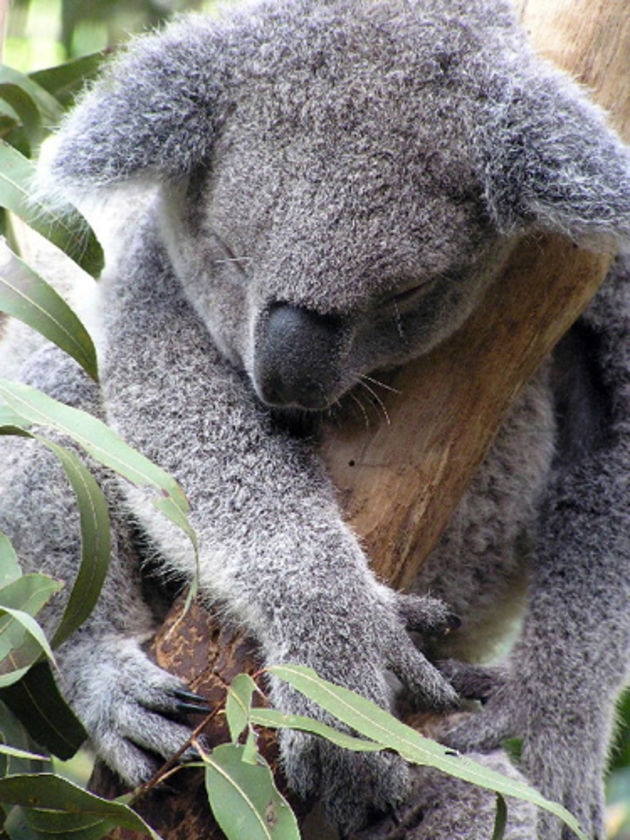 koala sleeping