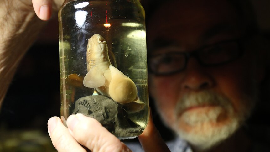 Ted Brambleby holds a jar with a baby blind shark inside