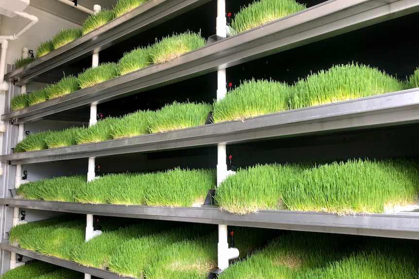 Trays of wheat grass on racks in a container.