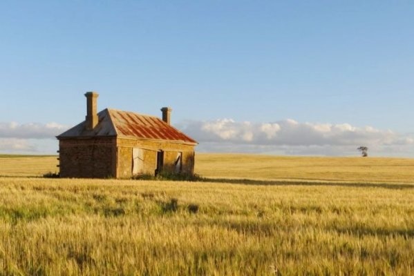 A barley field in the Barossa region of South Australia.