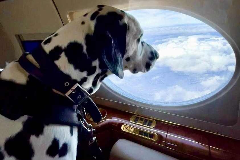 A dalmation looks out the window of a jet.
