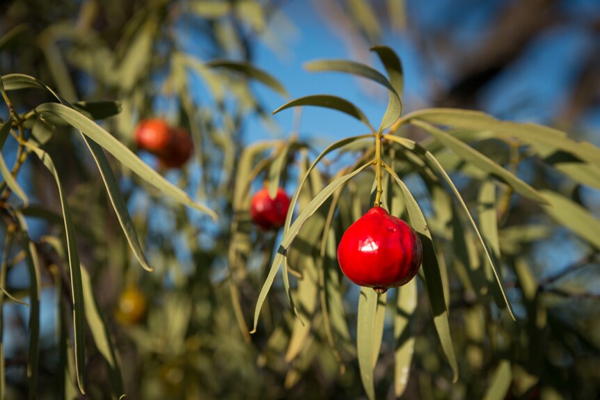 Plump red shiny fruit hang among green thin leaves on the quandong tree