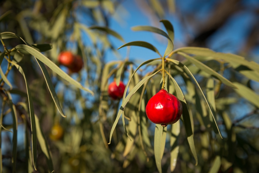 Plump red shiny fruit hang among green thin leaves on the quandong tree