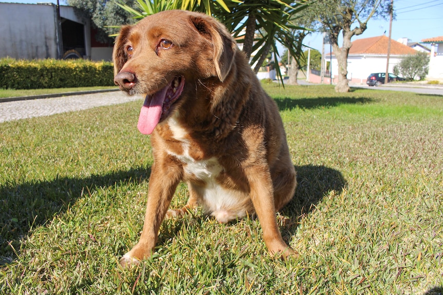 A brown dog sitting on the grass. 