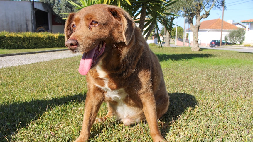 Bobi the dog sitting on the grass. 