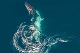 two whale sharks mating in the ocean