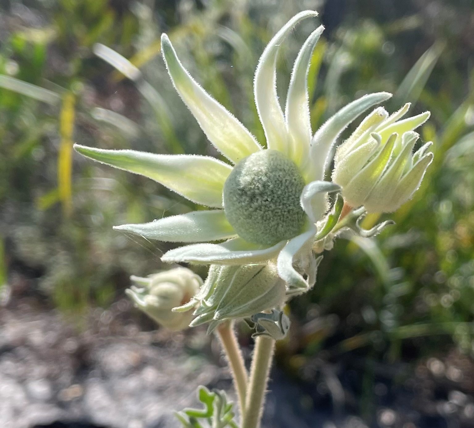 Flannel flowers burst into 'spectacular' bloom near Port Macquarie