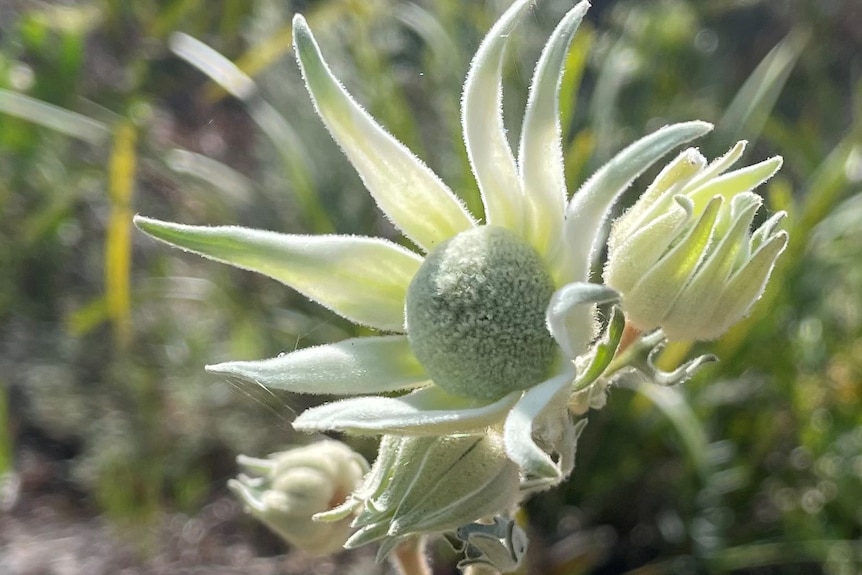 A pale cream flower with delicate long petals around the centre.