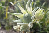 A pale cream flower with delicate long petals around the centre.