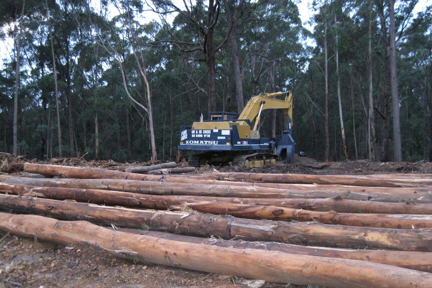 Logging operations such as this one in Mumbulla State Forest will cease in the newly establish Murrah Flora Reserves.