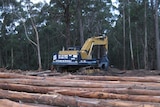 The Government says the entire forest industry will suffer if FIAT refuses to rejoin the peace talks.