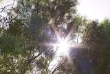 Sun shines through trees