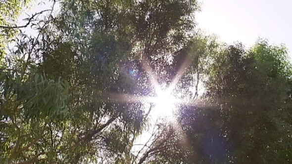 Sun shines through trees