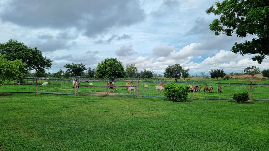a green paddock with livestock behind a fence.