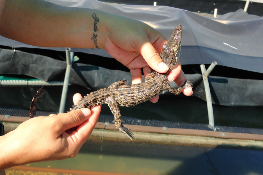 New born hatchling crocodile at wildlife park in Northern Territory.