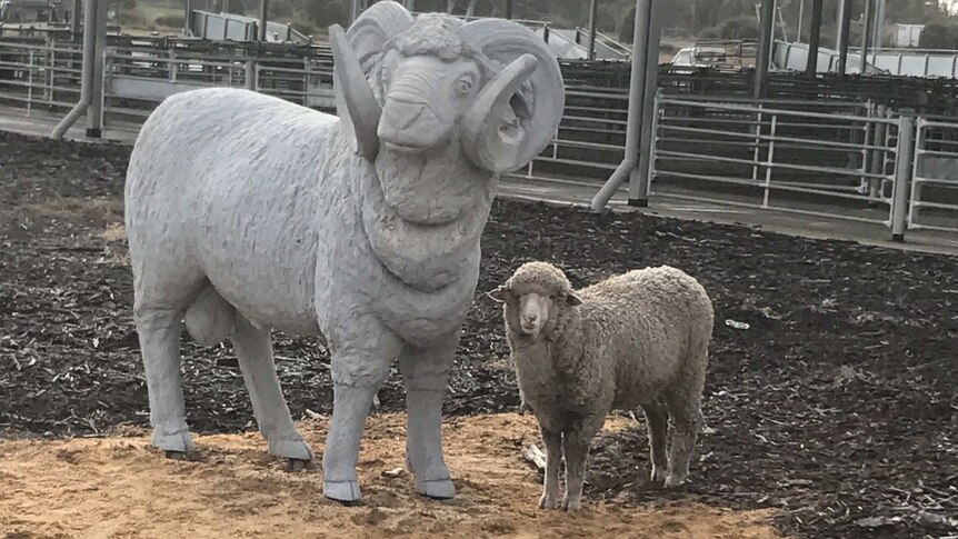 Lost sheep befriends ram statue