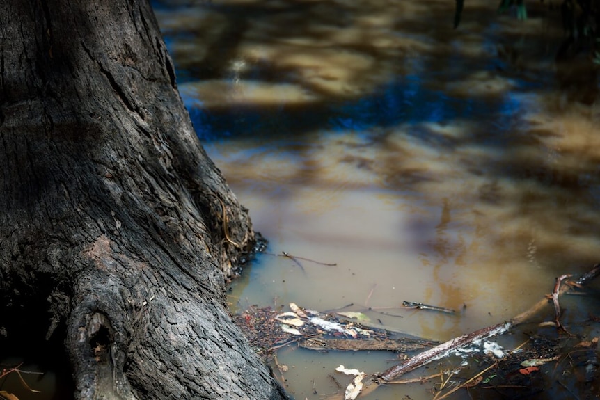 brown river water at the base of a tree