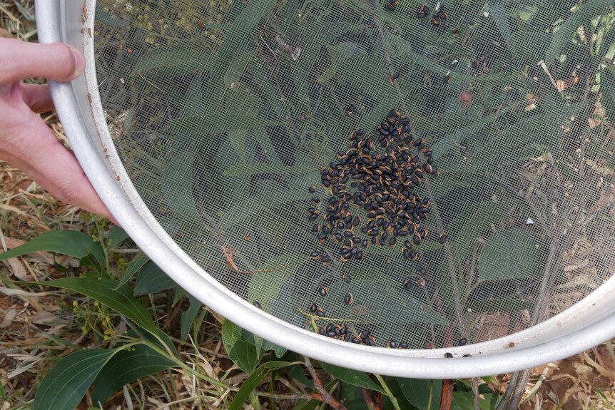 Dark brown wattle seeds in a steel strainer. There is acacia leaves in the background.