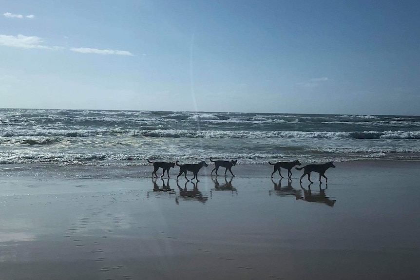 A pack of five dingoes at Waddy Point Fraser Island.