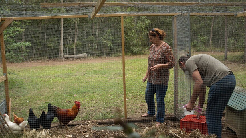 A man and a woman inside a chicken pen with five chickens