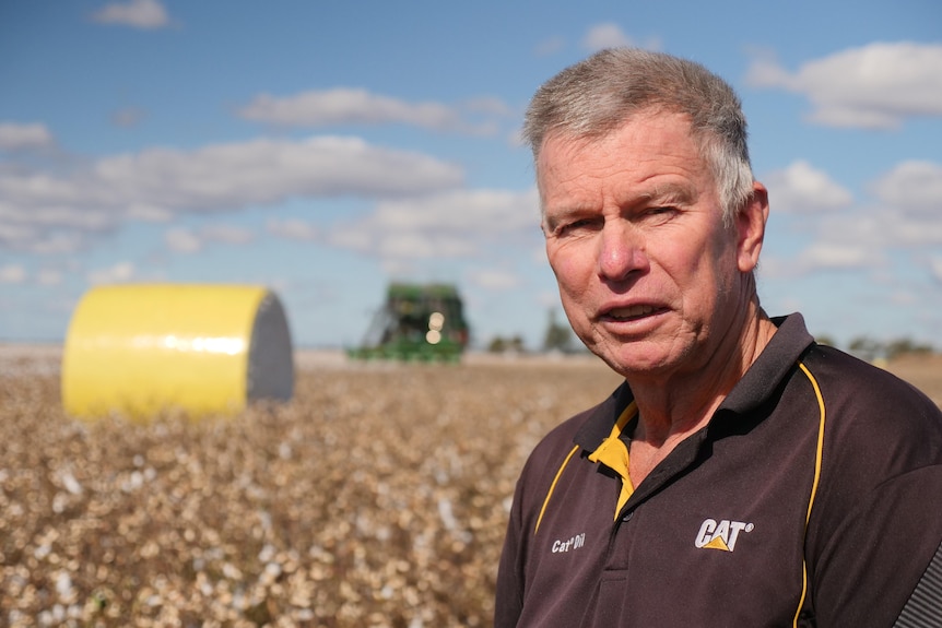 Cecil Plains cotton grower Stuart Armitage is standing in his cotton crop with a harvester in the background.
