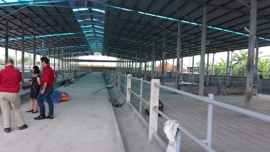 Vietnam feedlot