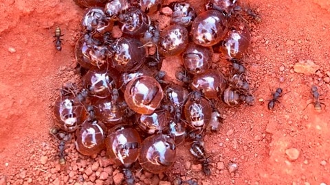 A pile of ants with large, swollen abdomens full of honey, on red soil.