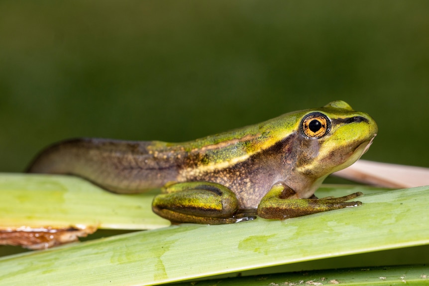 A green and golden bellfrog tadpole emerges into a frog