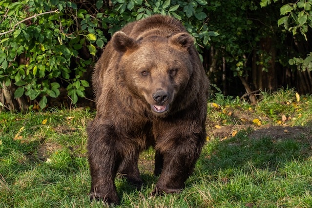 A big brown bear looking directly to camera and seemingly happy, standing on grass in front of trees