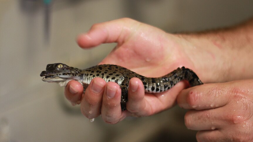 A freshly hatched baby saltwater crocodile at Billabong Sanctuary in Townsville