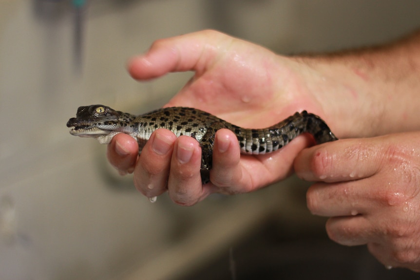 A freshly hatched baby saltwater crocodile at Billabong Sanctuary in Townsville