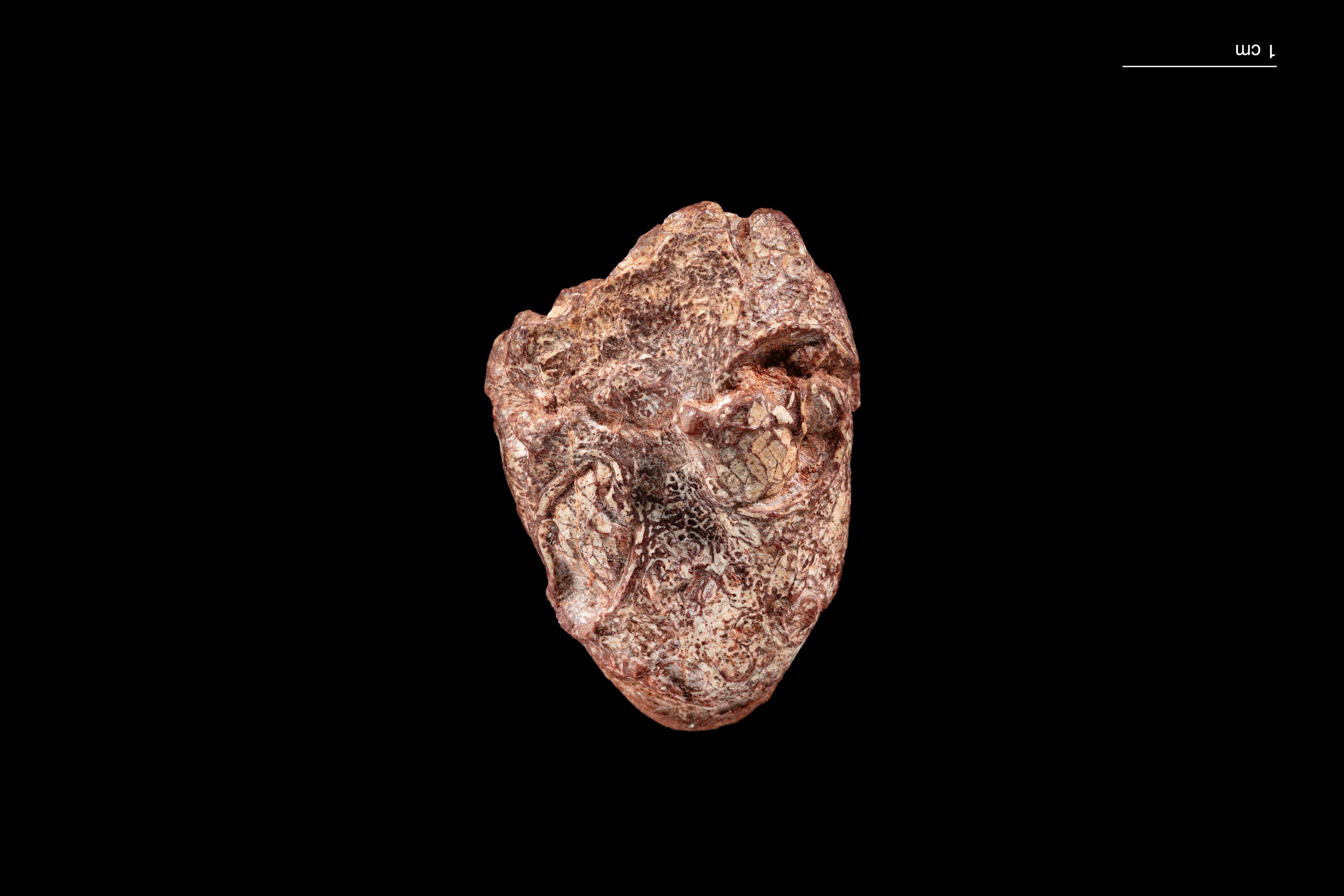 Prehistoric creature named after Kermit the Frog offers clues on