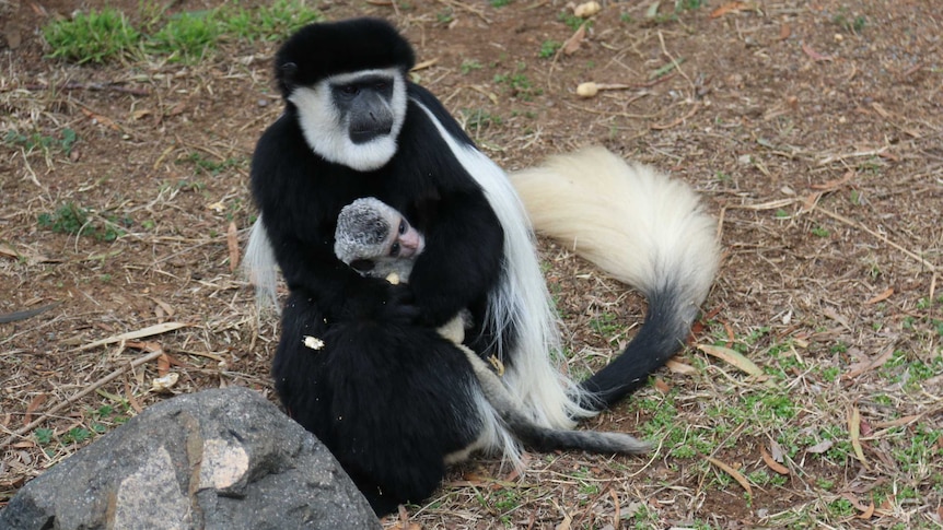 Colobus mum Safi and baby Halle