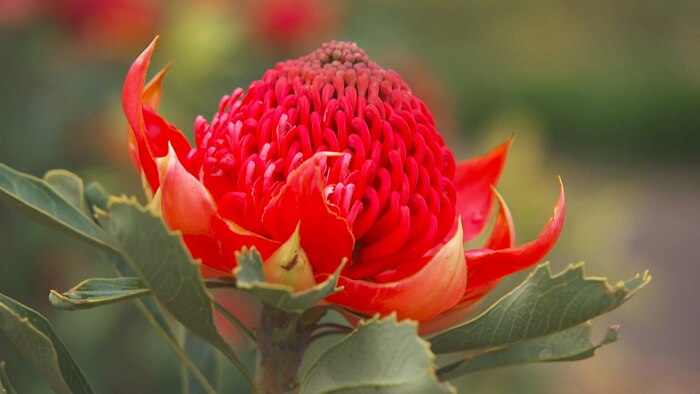 Bright red waratah flower