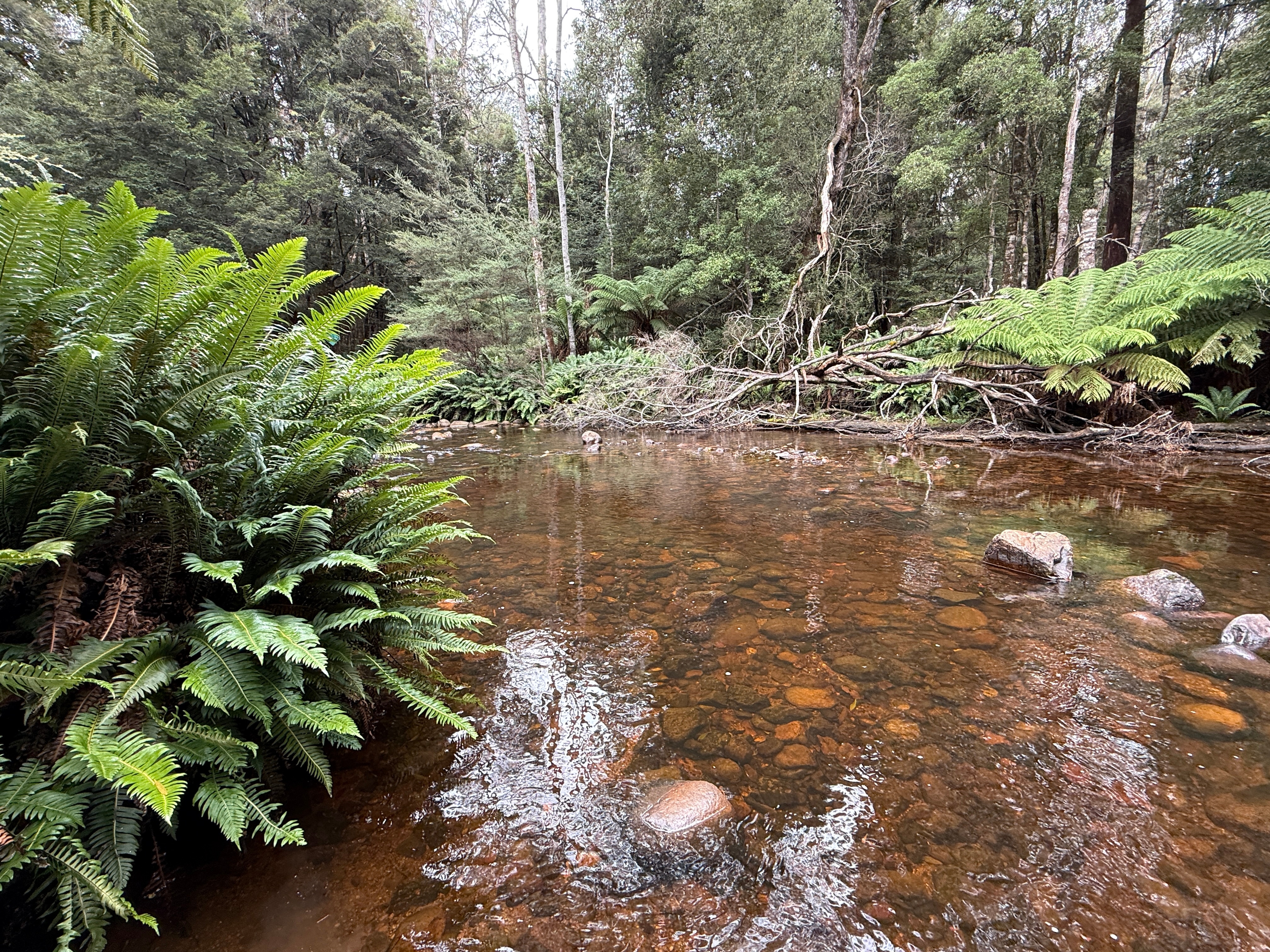 A shallow river winds through dense forest