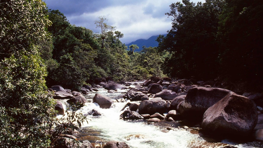 The Daintree Rainforest