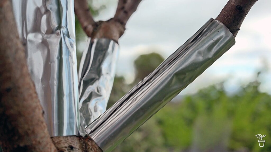 Metal wraps on tree braches.