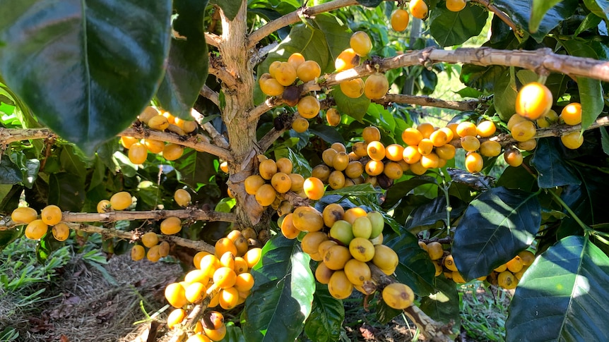Yellow cherries on coffee plant.