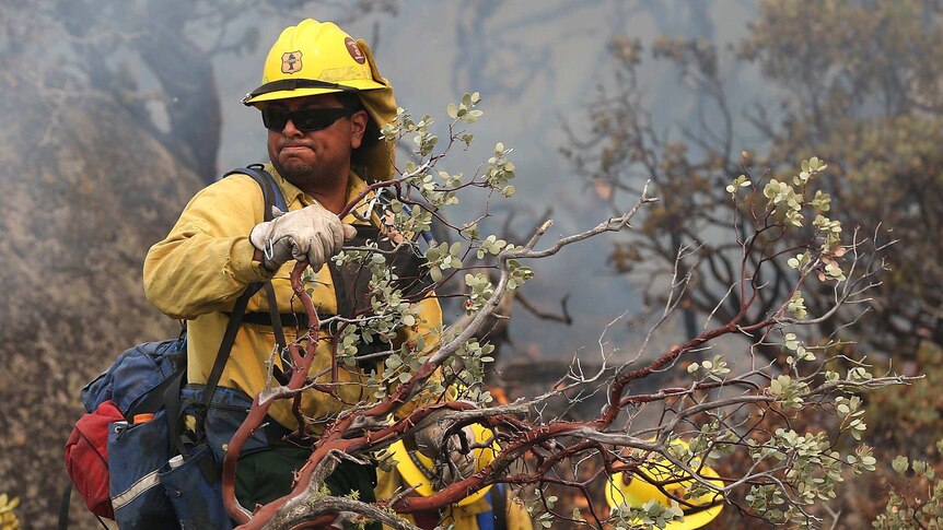 A firefighter clears branches while he and his colleagues battle the Rim fire